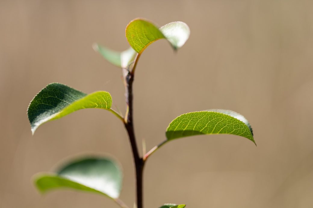 Jong boompje Trees for All