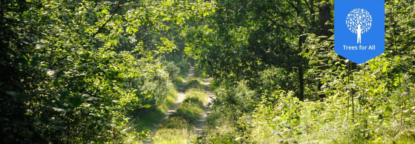 Nederlands bos Trees for All 1 1