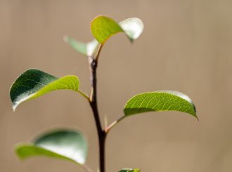 Jong boompje Trees for All