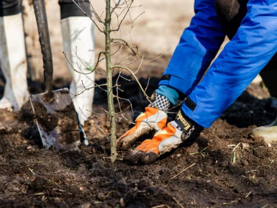 Bomen planten Trees for All